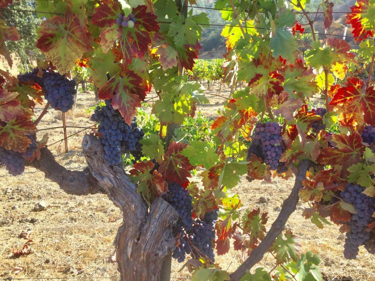 セントヘレナ Rustridge Ranch & Winery Bed & Breakfast エクステリア 写真